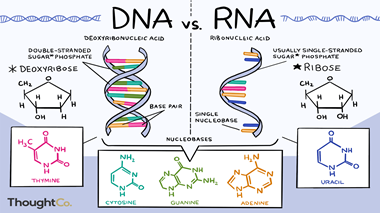 In A First, Scientists Recover Ribonucleic Acid From Extinct