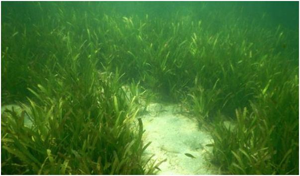 Restoration of Seagrasses by Tamil Nadu at Gulf of Mannar.