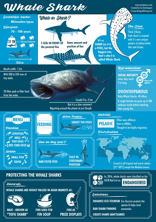 International Whale Shark Day - GS SCORE