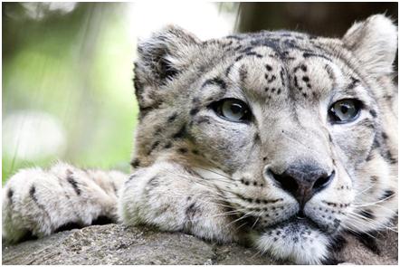 International Snow Leopard Day Is Celebrated On October 23