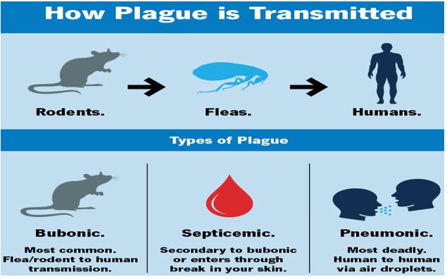Bubonic Plague - GS SCORE