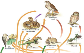 State of India’s Birds’ Report 2023 - GS SCORE