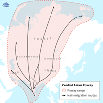 Central Asian Flyway: India leads global effort to save migratory birds ...
