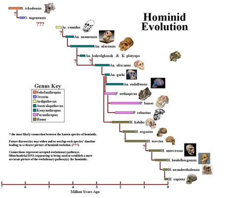 Skull found in China represents a new human species