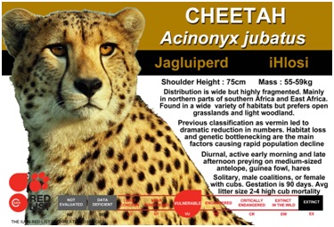 How cheetahs went extinct in India, and the plan to reintroduce them ...