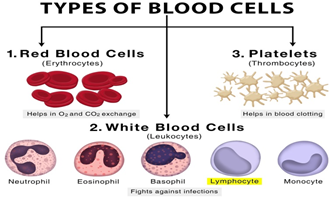 India's CAR-T cell therapy gets market authorisation - GS SCORE