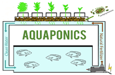 ‘Aquaponics’ - GS SCORE