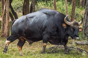 Indian Bison