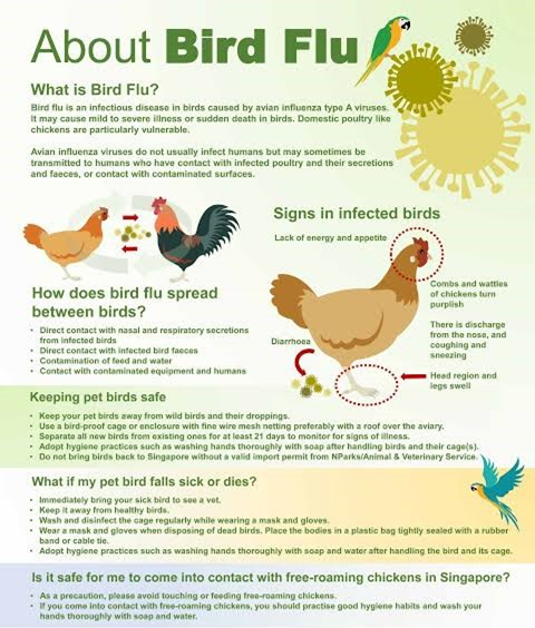 China Records Worlds First Human Death From H3n8 Bird Flu