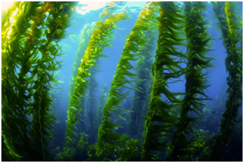 Scientists Uncover Why Urchins Are Mowing Down California's Kelp ...