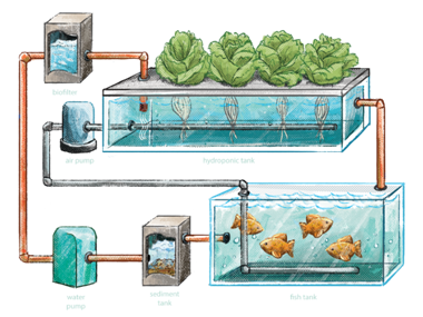 aquaponics