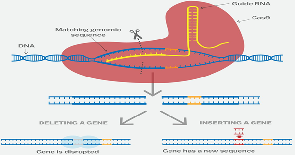 GENOME EDITING - GS SCORE