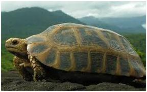 Travancore Tortoise