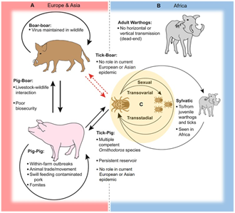 Vietnam develops new vaccine for African swine fever: official - GS SCORE