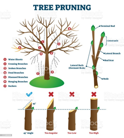Pruning of timber tree species - GS SCORE