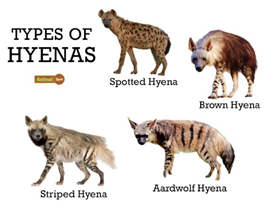 India’s striped hyenas - GS SCORE